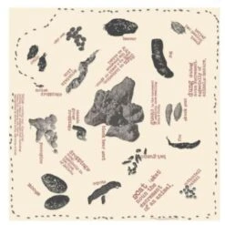 The Printed Image - Nature Facts Bandana
